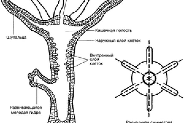 Блэк спрут как зарегистрироваться